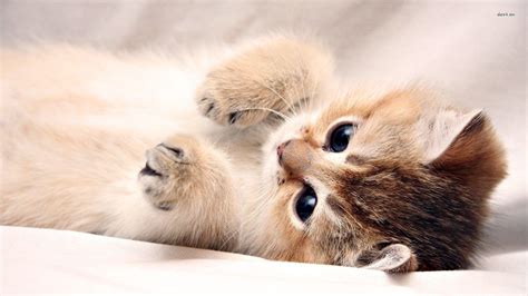 Kitten Wallpaper Screensavers Kitten Images Cats And Kittens | My XXX Hot Girl