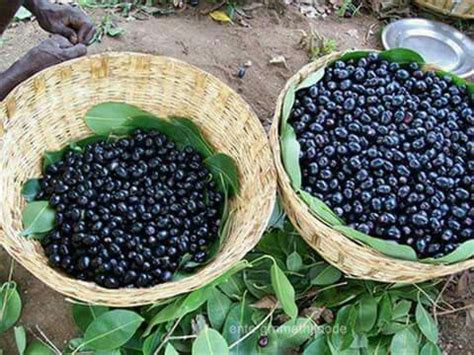 Jamun fruit - Indian black berry leaves a purple stain on your tongue - has an astringent flavor ...