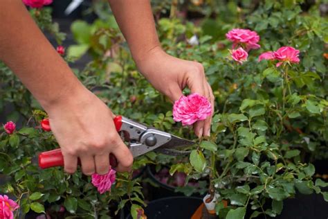 The first time that you prune your roses can seem scary. Before you ...