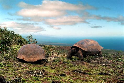 Galapagos Islands | Galapagos islands, Galapagos islands ecuador, Galapagos