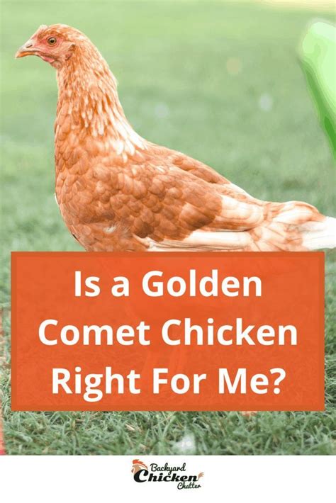 Is a Golden Comet Chicken Right For Me? | Golden comet chicken ...