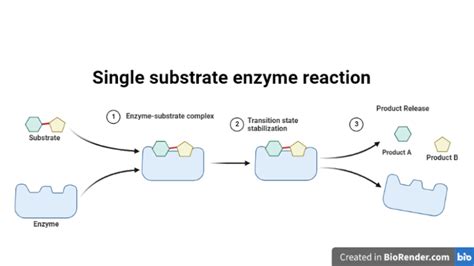 Enzyme reaction- Single substrate and Multisubstrate enzyme reaction