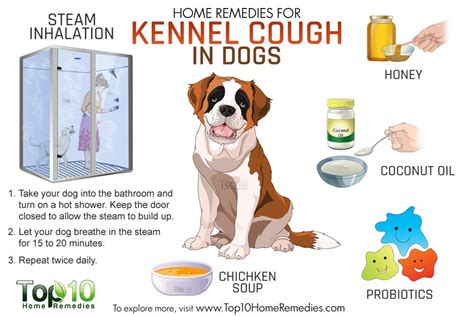 Home Remedies for Kennel Cough in Dogs | Top 10 Home Remedies | Cough medicine for dogs, Dog ...