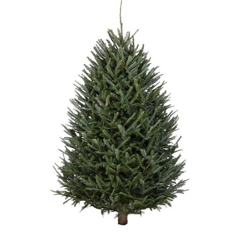 3-5 ft Fraser Fir Real Christmas Tree at Lowes.com