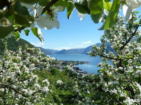 Sognefjord Cruise & Glacier trip Fjærland