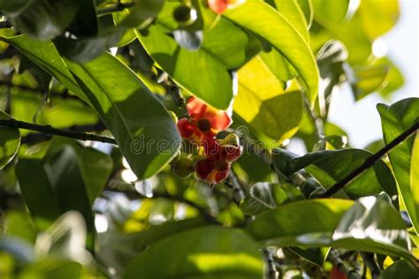 Flower of an Asam Gelugur Tree, Garcinia Atroviridis Stock Photo ...