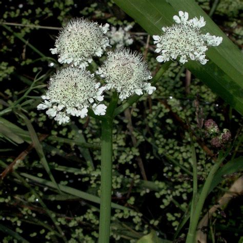 Tubular Water-Dropwort | Suffolk Biodiversity Information Service