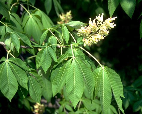 Aesculus flava | Sweet buckeye, Yellow buckeye - Van den Berk Nurseries