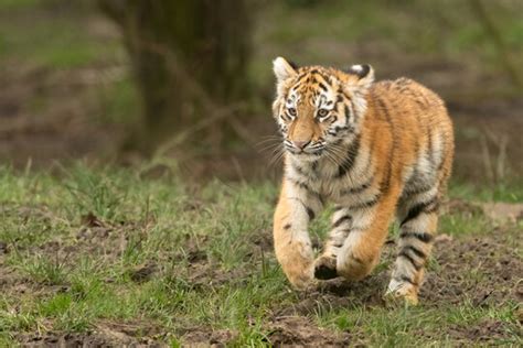 Siberian Amur Tiger Cub Images – Browse 1,292 Stock Photos, Vectors ...