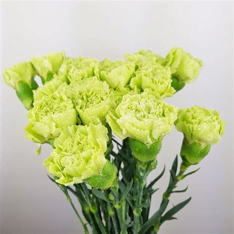 Carnation (Imported) - Green | Fresh Cut Flowers