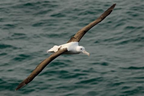 Northern royal albatross | New Zealand Birds Online | Northern royal ...