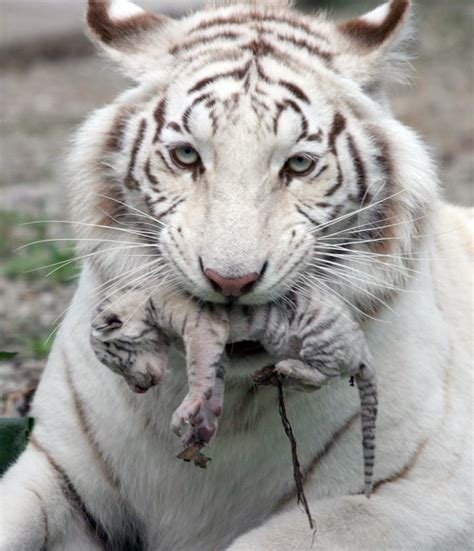 White tiger holding baby tiger cub : pics