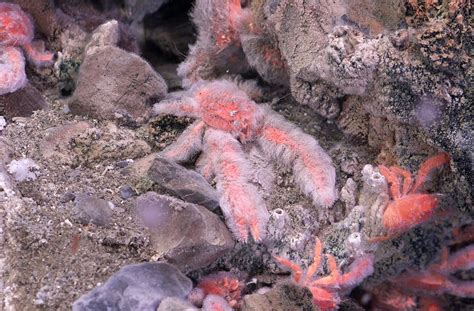 Discovery of five new deep-sea squat lobster species calls for revision ...