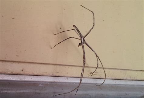 Netcasting Spider from Australia - What's That Bug?