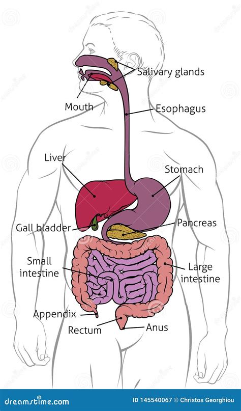 Human Digestive Gastrointestinal Tract Diagram Stock Vector ...