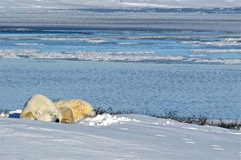 Climate of Tundra Biome - Conserve Energy Future