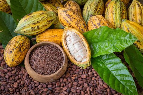 Ghana Cocoa Board's US$1,300 million financing | Library