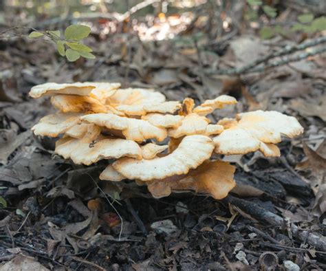 Chicken of the Woods Identification and Common Look-Alikes | tacticalusa.net