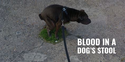 Giardia Symptoms In Dogs Blood Stool | Bruin Blog