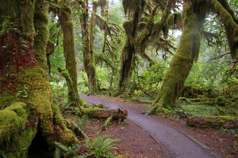 7 Must-Do Washington Hiking Trails – Hiking Hydration