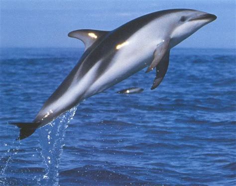 Dusky Dolphin | Dusky dolphin, Sea mammal, Ocean animals