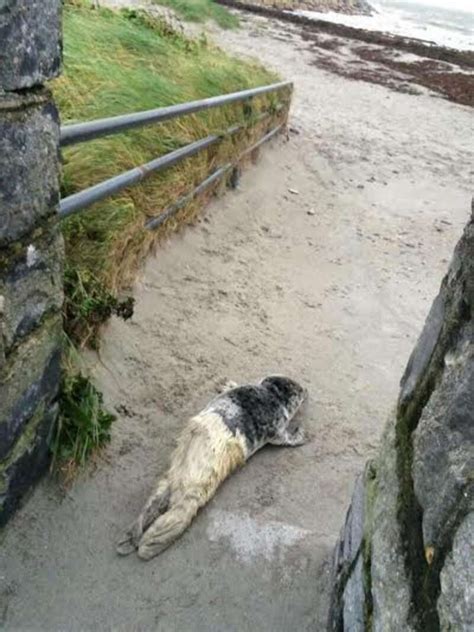 Seal Pup Rescued From Side Of Road Loves Her New Bathtub - The Dodo