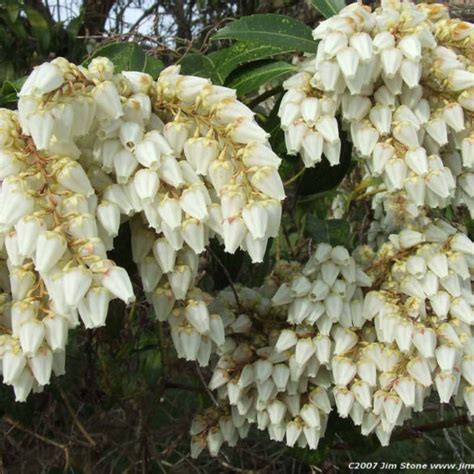 JAPANESE PIERIS Pieris Japonica - 50+ SEEDS | eBay