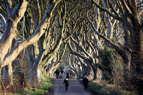 Game of Thrones Dark Hedges feels strain of tourism boost ...