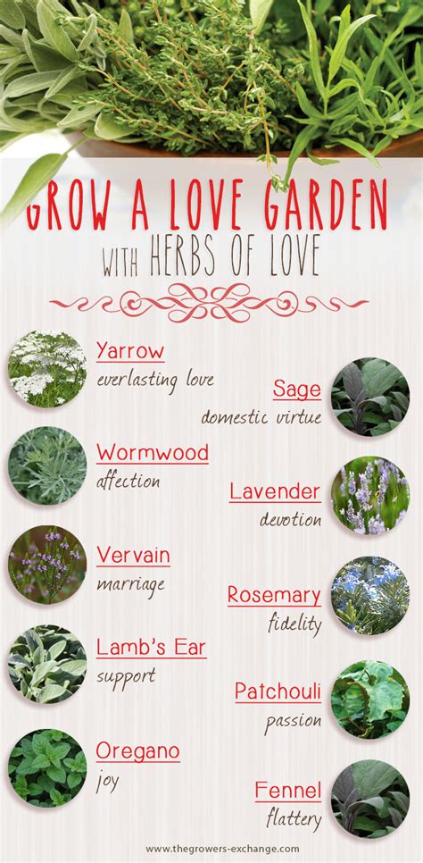 Herbs that Symbolize Love | Grow a Love Garden | Growers Exchange