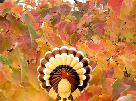 [78+] Turkey Wallpapers Thanksgiving | WallpaperSafari