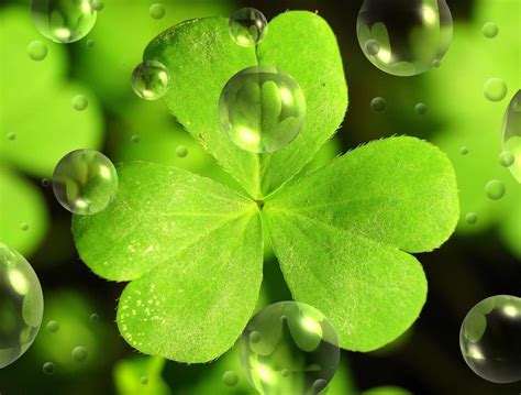 Shamrock Desktop Wallpapers - Wallpaper Cave