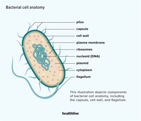 Types Of Bacterial Cells