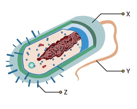 Gambar Struktur Tubuh Bakteri - Homecare24