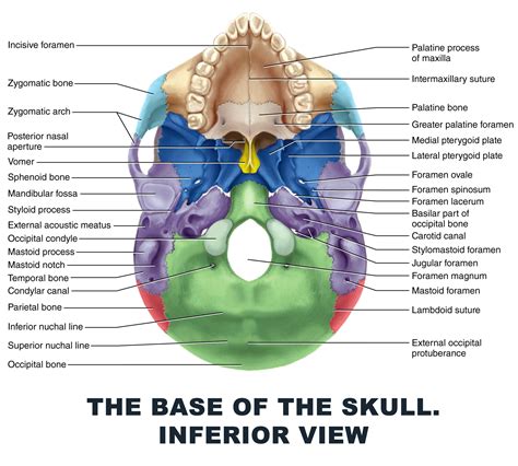 Basal Skull Anatomy