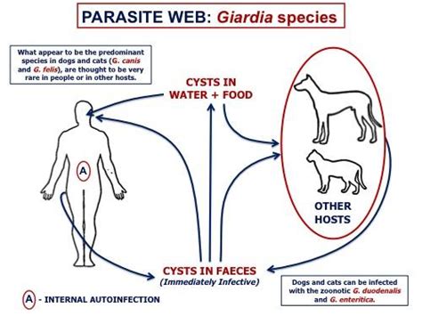 Giardia species - Learn About Parasites - Western College of Veterinary ...