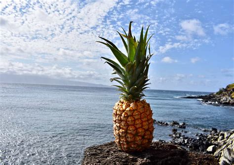 The Maui Gold Pineapple - Minneopa Orchards