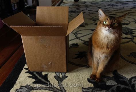 Cats and Boxes - Easiest Interactive Play Ever! - Summer’s Fabulous Cat Life