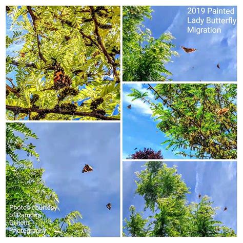 Painted Lady Butterfly Migration 2019 Quartz Hill CA photo by Ramona Gilliom | Painted lady ...