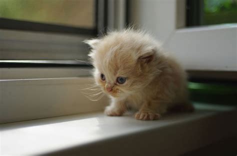 Cats that Stay Small - Tiny Kittens For Your Tiny Home