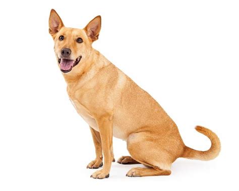 Carolina Dog - A-Z Animals