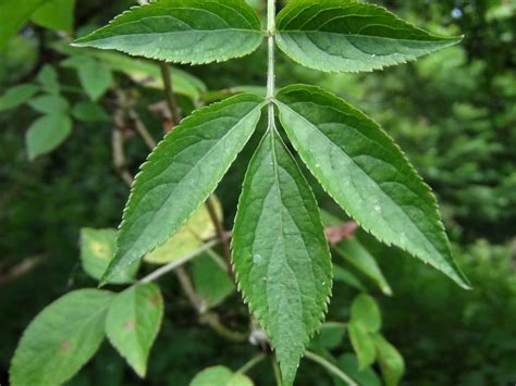 Elder tree, Sambucus nigra