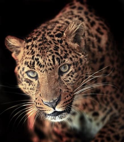 WS1912: Leopard - Photo Reference | Workshop by Martine Veni… | Flickr