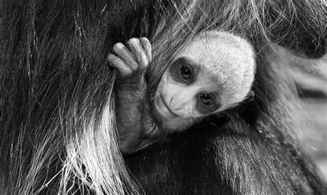 Cute Rare Baby Monkey Born In Worlds Oldest Zoo