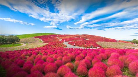 Red Kochia hill in Hitachi Seaside Park, Hitachinaka, Ibaraki, Japan ...