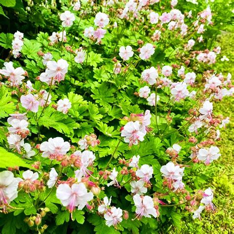 Biokovo Hardy Geranium For Sale Online | The Tree Center