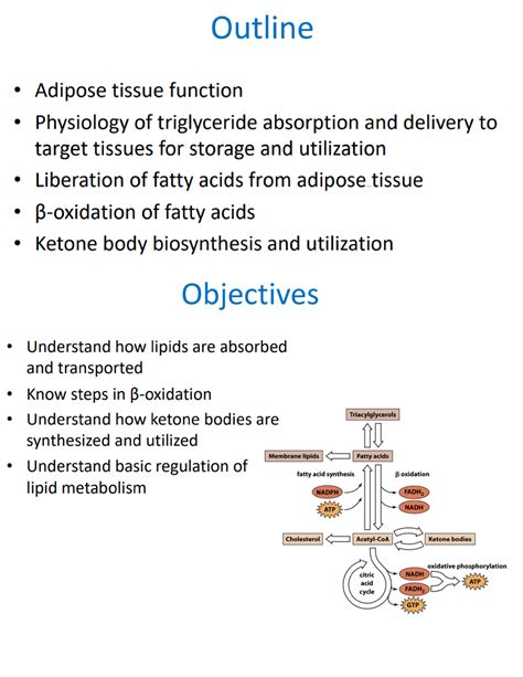 Lecture 35 Fatty Acid Metabolism (self notes) - BIO 361 - Studocu