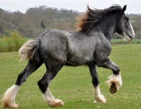 Shire horse 78 Best ideas about Shire Horse on Pinterest Draft horses Pretty | Clydesdale horses ...