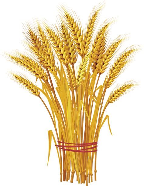 Wheat PNG Image - PurePNG | Free transparent CC0 PNG Image Library