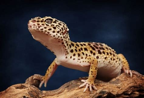 How Often Should a Leopard Gecko Poop? - PetPassionMart