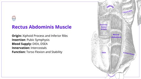 VRAM Flap - Indications, Anatomy, Technique (+ Images)